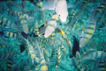   Fish feeding below me snorkeled. snorkeled  